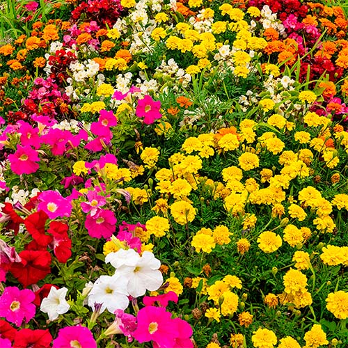flower soil booster saskatchewan