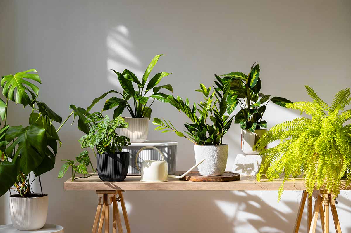 indoor house plants soil booster saskatchewan