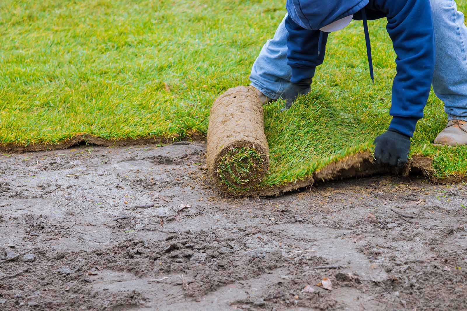 new lawn grass turf soil booster plus saskatchewan