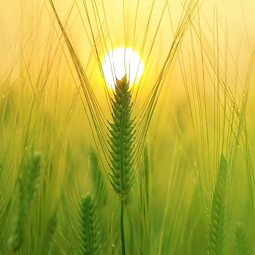 wheat agriculture organic saskatchewan soil booster